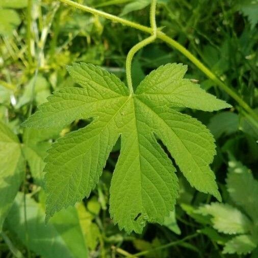 Hydrastis canadensis Leaf