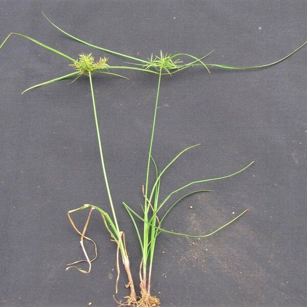 Cyperus tenuis Other