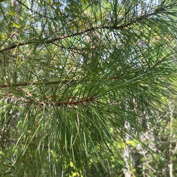 Pinus taeda Leaf