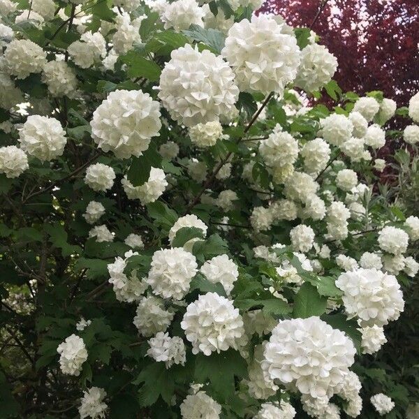 Viburnum opulus ফুল