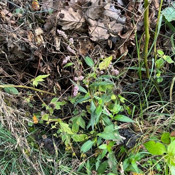 Polygonum persicaria Habitus