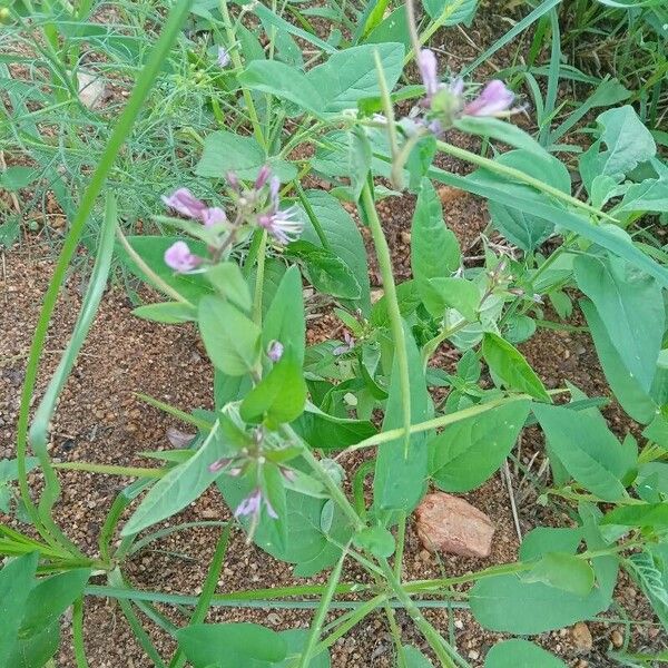 Sieruela monophylla Λουλούδι