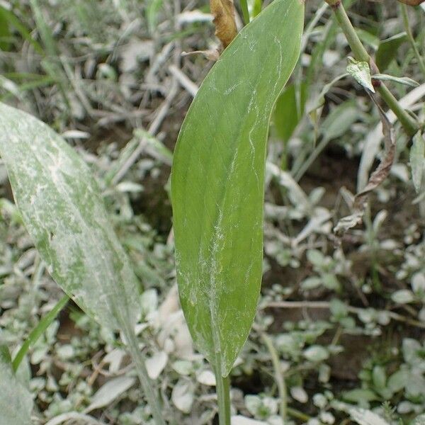 Alisma lanceolatum 葉