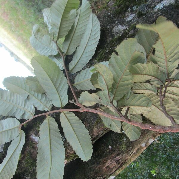 Cupania cinerea Folio