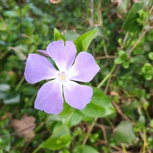 Vinca major Blomst