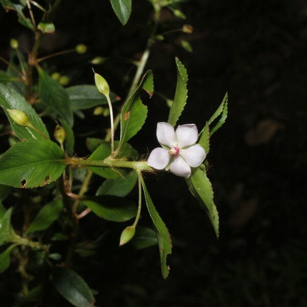 Sauvagesia erecta Flower