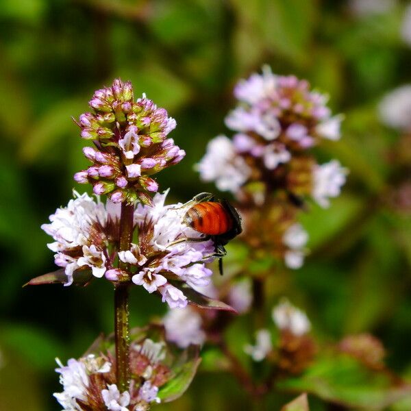 Mentha aquatica Цвят