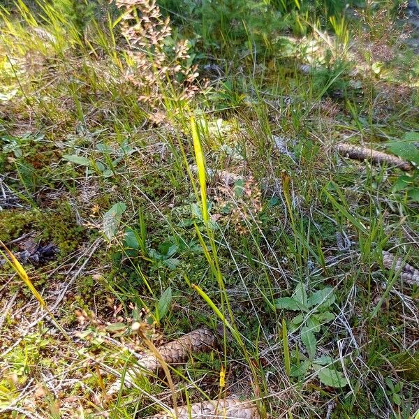 Agrostis gigantea Λουλούδι