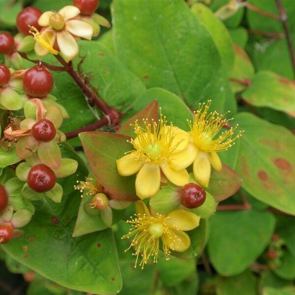 Hypericum androsaemum Habitus