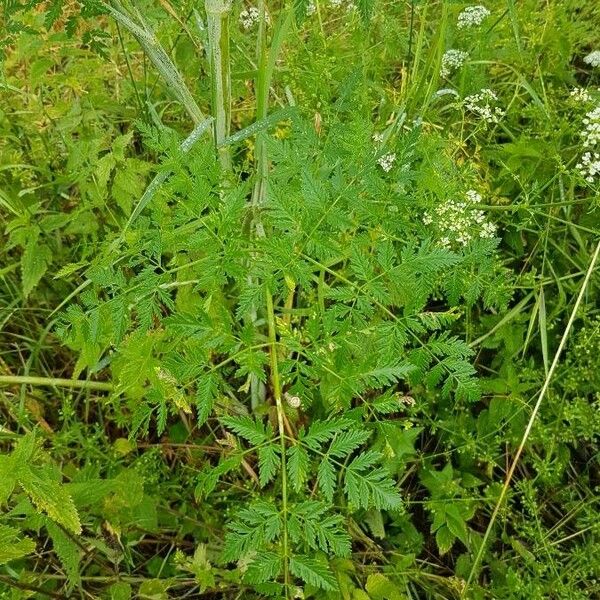 Conium maculatum Blad