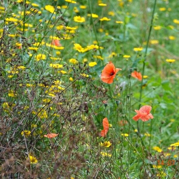 Papaver dubium عادت داشتن