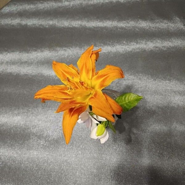 Crocosmia × crocosmiiflora 花