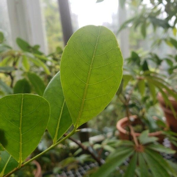 Chrysobalanus icaco Leaf