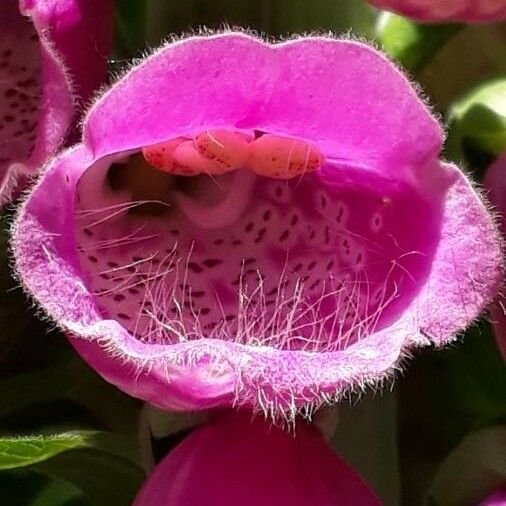 Digitalis purpurea Flor