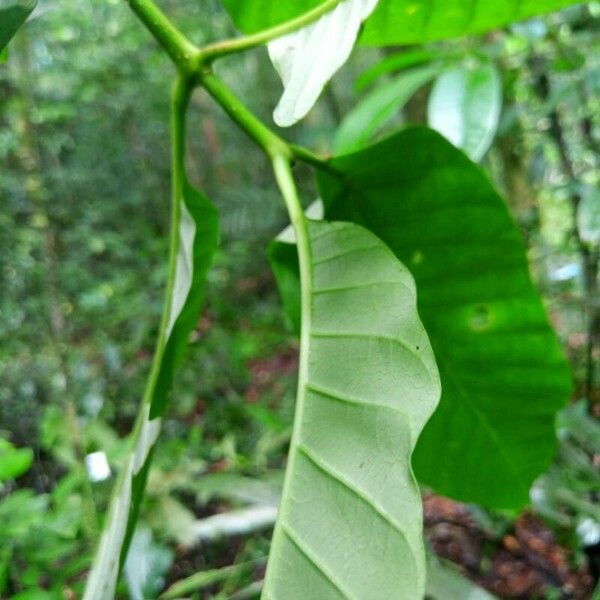 Macoubea guianensis Лист