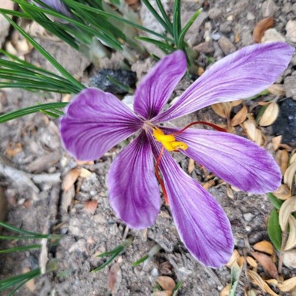 Crocus sativus Flower