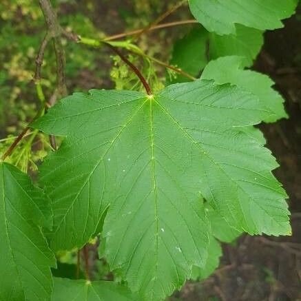 Acer pseudoplatanus Leaf