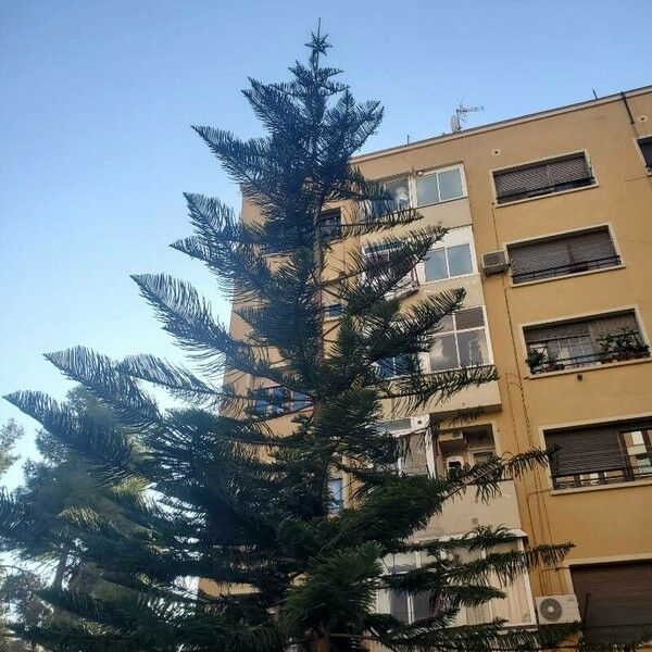 Araucaria heterophylla Habit