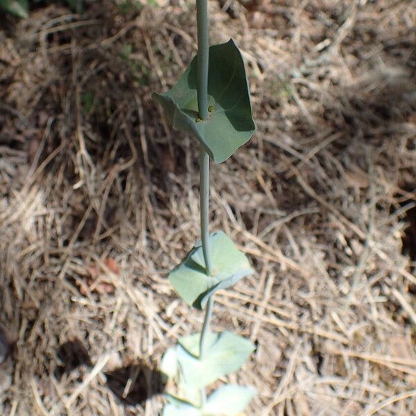 Blackstonia perfoliata Foglia