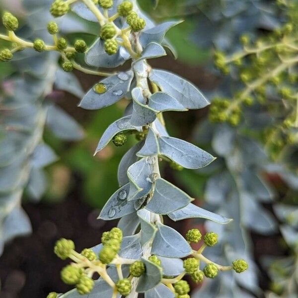 Acacia cultriformis Leaf