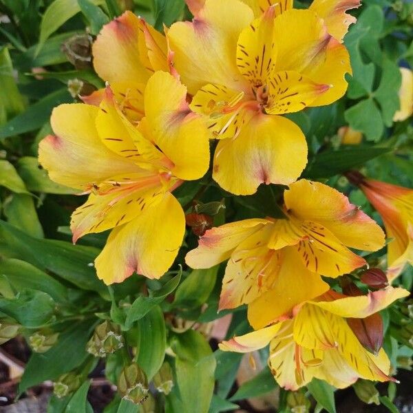 Alstroemeria ligtu Kvet