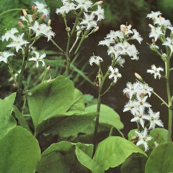 Menyanthes trifoliata Flor