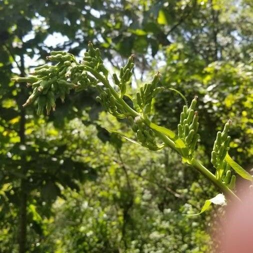 Lactuca biennis Квітка