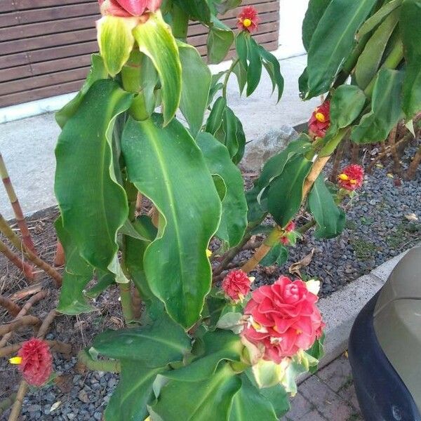 Costus barbatus Flor