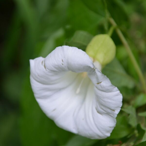 Convolvulus silvaticus Floare