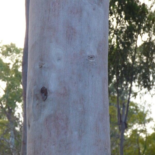 Corymbia citriodora Bark