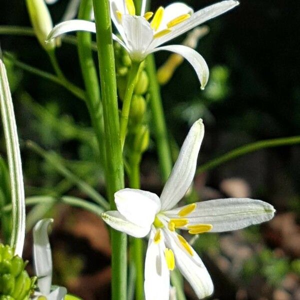 Anthericum liliago Blomst