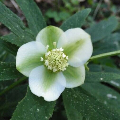 Helleborus viridis പുഷ്പം