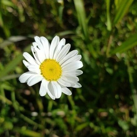 Leucanthemum vulgare Fleur