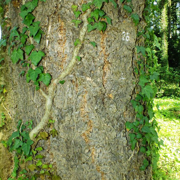 Hedera helix Kabuk