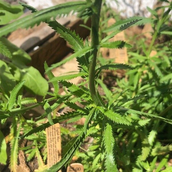 Achillea ageratum Blatt