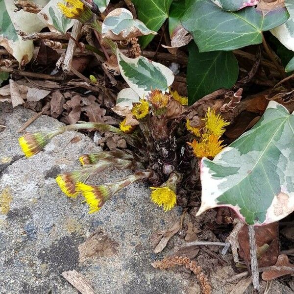 Tussilago farfara Habit