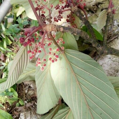 Coussapoa nymphaeifolia Leaf