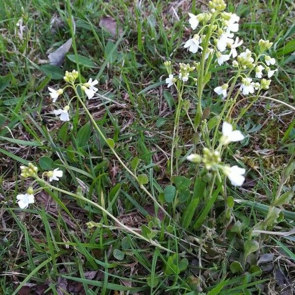 Arabidopsis halleri Elinympäristö