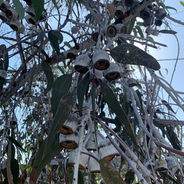 Eucalyptus caesia Feuille