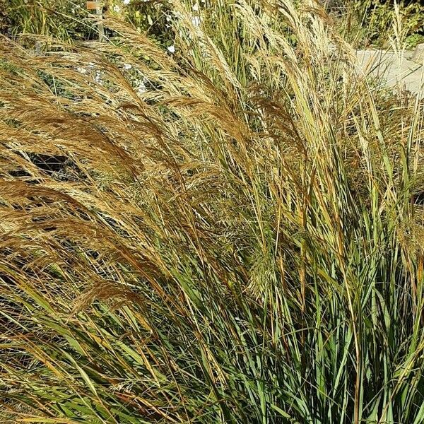 Achnatherum calamagrostis Blüte