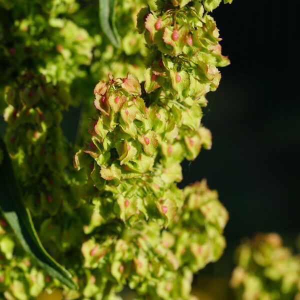 Rumex cristatus Yaprak