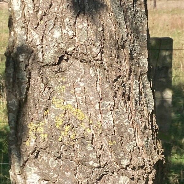 Alnus glutinosa Kabuk