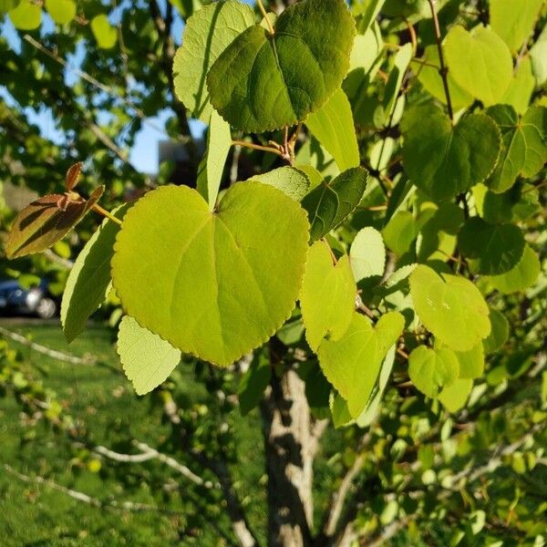 Cercidiphyllum japonicum 叶