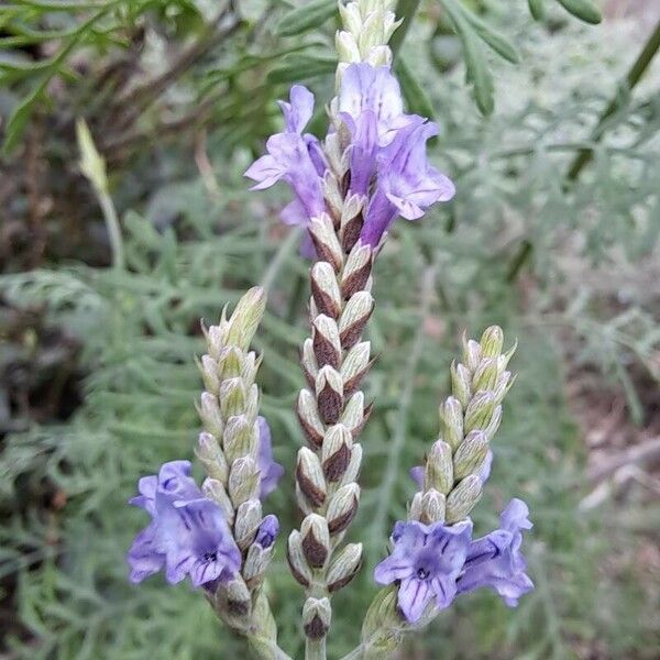 Lavandula multifida Virág