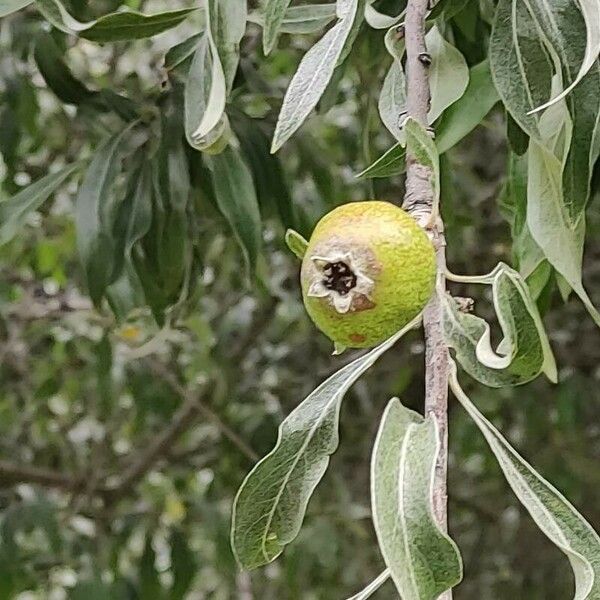 Pyrus salicifolia Vili