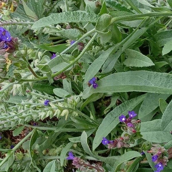 Anchusa officinalis Habitus