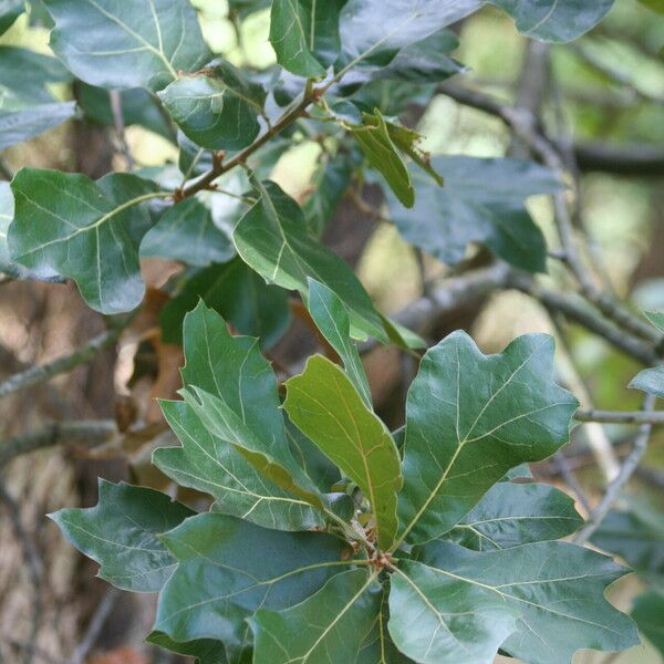 Quercus marilandica Leaf