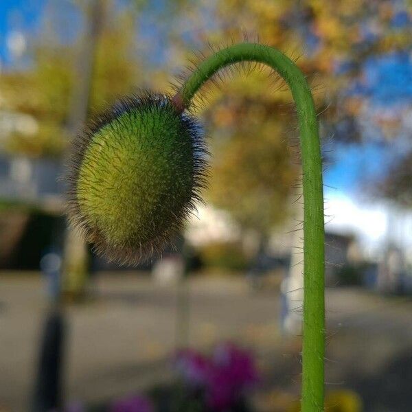 Papaver croceum Frukt