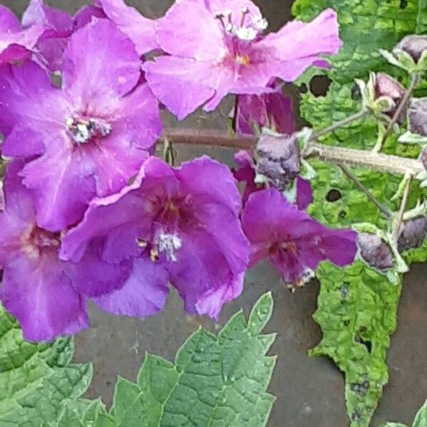 Verbascum phoeniceum Blüte