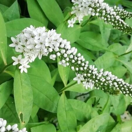 Lysimachia clethroides Flor